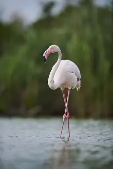 Greater Flamingo (Phoenicopterus roseus) walking in the water