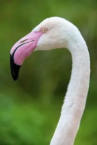 Greater flamingo (Phoenicopterus ruber roseus)