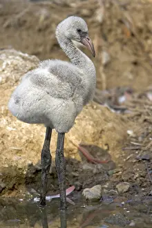 Greater Flamingo (Phoenicopterus ruber roseus)