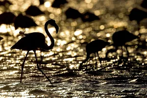 Greater Flamingo (Phoenicopterus ruber roseus)