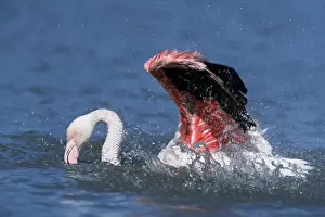 Greater Flamingo (Phoenicopterus ruber roseus) bathing
