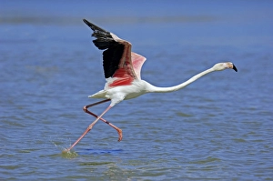 Greater Flamingo (Phoenicopterus ruber roseus) taking flight