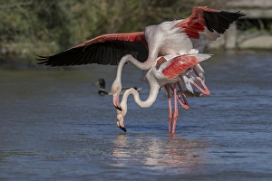 Greater Flamingoes (Phoenicopterus roseus)