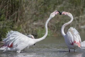 Greater Flamingoes (Phoenicopterus roseus)