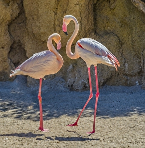 Greater Flamingos (Phoenicopterus roseus)