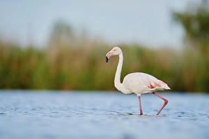 Greater Flamingos (Phoenicopterus roseus)