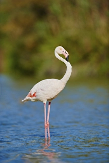 Greater Flamingos (Phoenicopterus roseus)