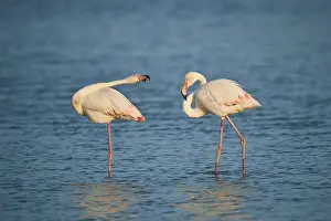 Greater Flamingos (Phoenicopterus roseus)