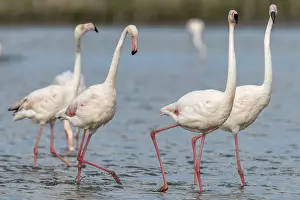Greater Flamingos (Phoenicopterus roseus) in courtship in a swamp in spring