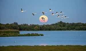 Greater flamingos (Phoenicopterus roseus) in flight