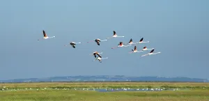 Greater flamingos (Phoenicopterus roseus) in flight