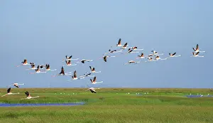 Greater flamingos (Phoenicopterus roseus) in flight