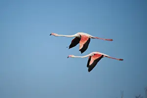Greater Flamingos (Phoenicopterus roseus) flying in the sky