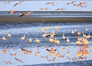 Greater flamingos (Phoenicopterus roseus) in shallow water
