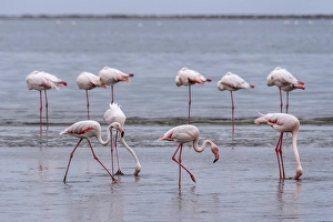 Greater flamingos (Phoenicopterus roseus) standing in shallow water