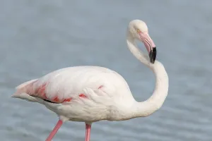 Greater Flamingos (Phoenicopterus roseus) in a swamp in spring