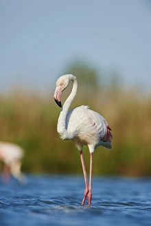 Greater Flamingos (Phoenicopterus roseus) wildlife