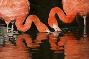 Greater Flamingos (Phoenicopterus ruber)