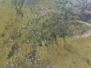 Greater Flamingos (Phoenicopterus ruber) at the wetlands of the Walvis Bay lagoon