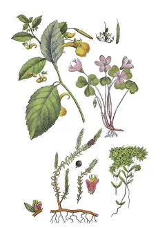 Greater Himalayan balsam, Common Himalayan balsam