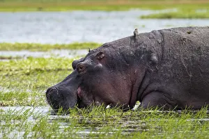 Greater hippopotamus (Hippopatamus amphibius)