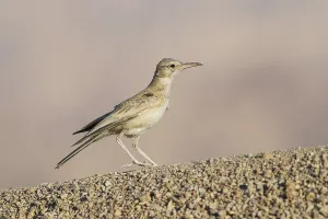 Greater Hoopoe-Lark (Alaemon alaudipes) juvenile perched on the ground