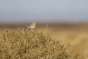 Greater Hoopoe Lark - Wuestenlaeuferlerche - Alaemon alaudipes ssp