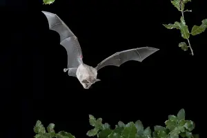 Greater Horseshoe Bat (Rhinolophus ferrumequinum)