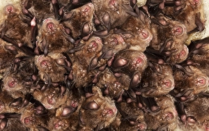 Greater Horseshoe Bat (rhinolophus ferrumequinum)