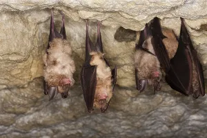 GREATER HORSESHOE BAT (rhinolophus ferrumequinum)