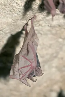 Greater Horseshoe Bat (Rhinolophus ferrumequinum)