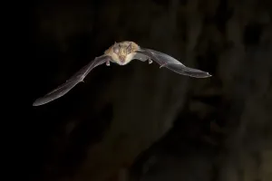 Greater horseshoe bat (Rhinolophus ferrumequinum) in flight