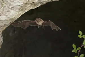 Greater horseshoe bat (Rhinolophus ferrumequinum) in flight at cave entrance