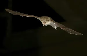 Greater horseshoe bat (Rhinolophus ferrumequinum) in flight at night