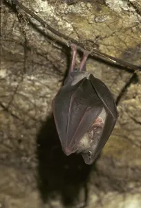 Greater Horseshoe Bat (Rhinolophus ferrumequinum) hibernating in cave