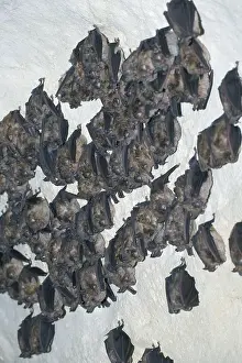 Greater Horseshoe Bats (Rhinolophus ferrumequinum)