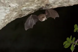 Greater horseshoe bats (Rhinolophus ferrumequinum) in flight at the cave entrance