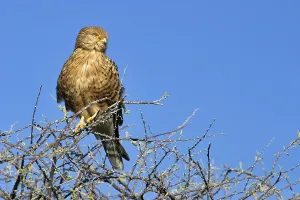 Greater Kestrel or White-eyed Kestrel (Falco rupicoloides)