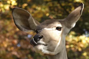 Greater Kudu (Tragelaphus strepsiceros)