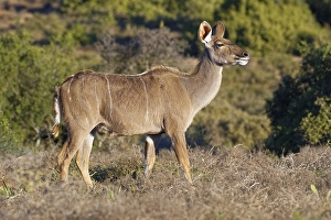 Greater kudu (Tragelaphus strepsiceros)
