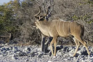 Greater kudu (Tragelaphus strepsiceros)