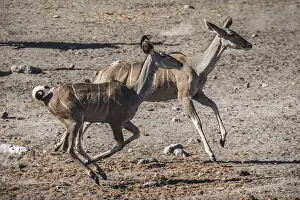 Greater kudu (Tragelaphus strepsiceros)