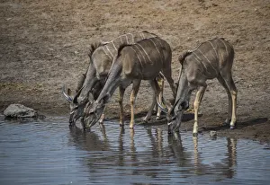 Greater kudu (Tragelaphus strepsiceros)