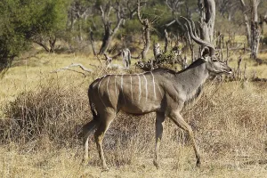 Greater Kudu (tragelaphus strepsiceros)