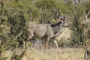Greater Kudu (tragelaphus strepsiceros)