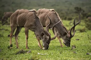 Greater kudu (Tragelaphus strepsiceros)