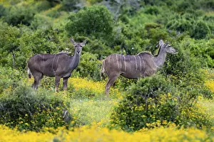 Greater kudu (Tragelaphus strepsiceros)