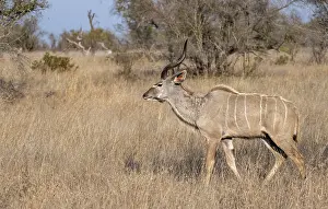 Greater Kudu (Tragelaphus strepsiceros) in dry grass