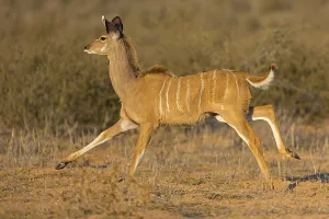 Greater kudu, (Tragelaphus trepsiceros)