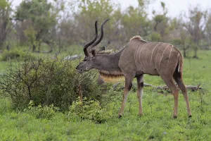 Greater Kudu, zambezi greater kudu (Strepsiceros zambesiensis)